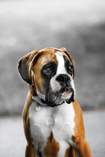 Dog Photography: Dog by Goran Anastasovski