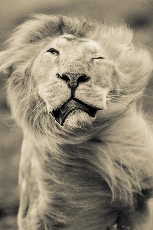 Lion II by Goran Anastasovski wall art