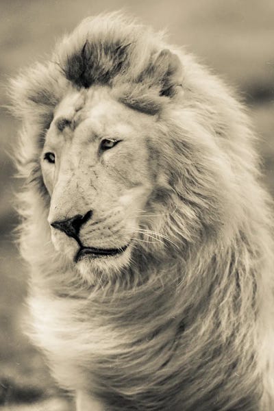 Animal Lover: Lion XXII by Goran Anastasovski