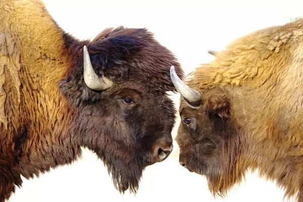 Bison & Buffaloes: Bisons II by Goran Anastasovski