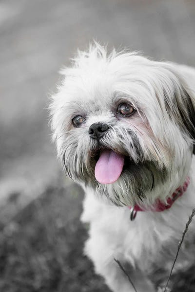 Dog Photography: Dog XXIII by Goran Anastasovski