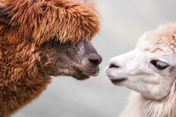 Animal Lover: Love CCCXXXIII by Goran Anastasovski