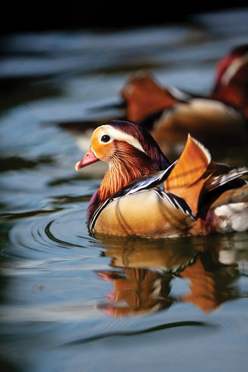 Duck by Goran Anastasovski wall art