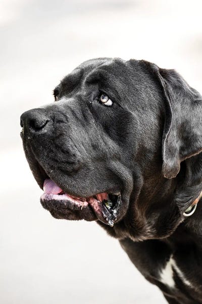 Dog Photography: Dog XII by Goran Anastasovski