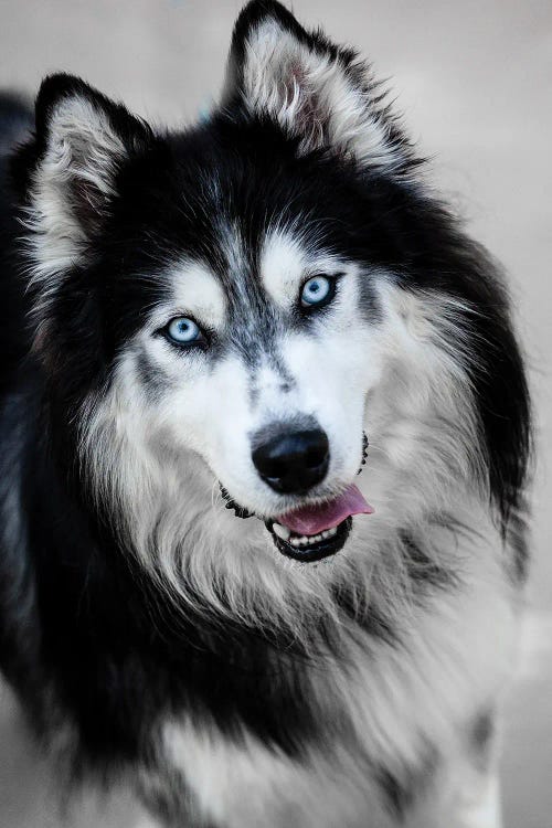 Dog XIV by Goran Anastasovski wall art