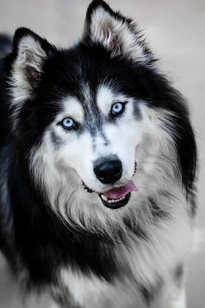 Dog XIV