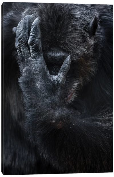 Chimpanzee I Canvas Art Print - Goran Anastasovski
