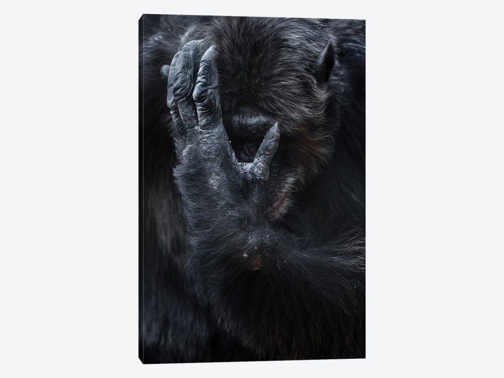 Chimpanzee I by Goran Anastasovski 1-piece Canvas Print