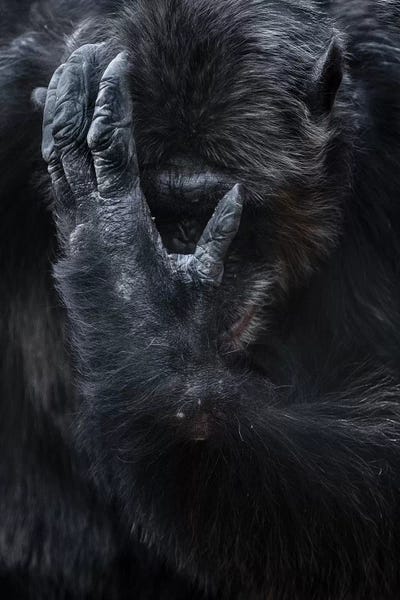 Chimpanzees: Chimpanzee I by Goran Anastasovski