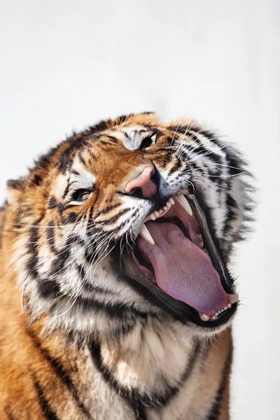 Fine Art Print: Tiger I by Goran Anastasovski