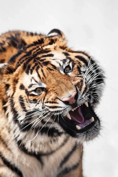 Fine Art Print: Tiger II by Goran Anastasovski