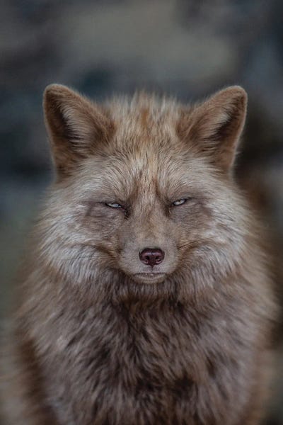 Fine Art Print: Fox by Goran Anastasovski