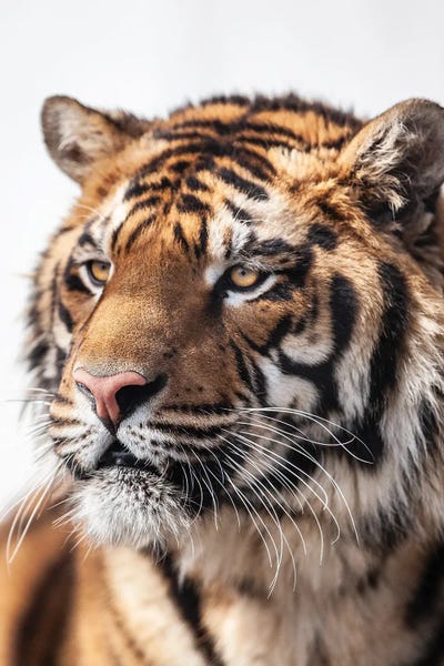 Fine Art Print: Tiger III by Goran Anastasovski