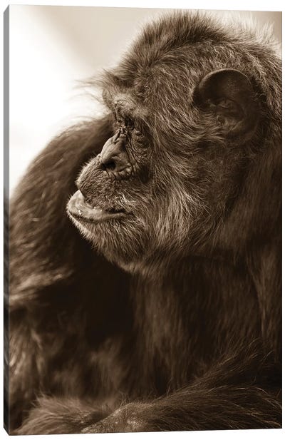 Chimpanzee II Canvas Art Print - Chimpanzee Art