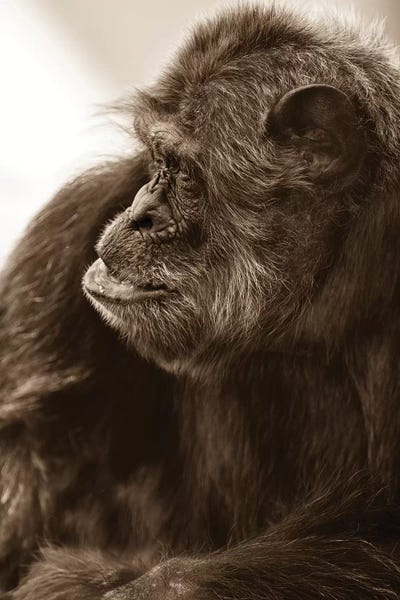 Chimpanzees: Chimpanzee II by Goran Anastasovski