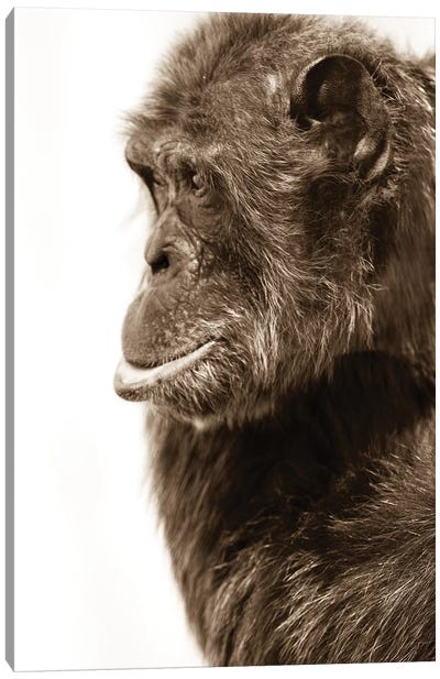 Chimpanzee III Canvas Art Print - Chimpanzee Art
