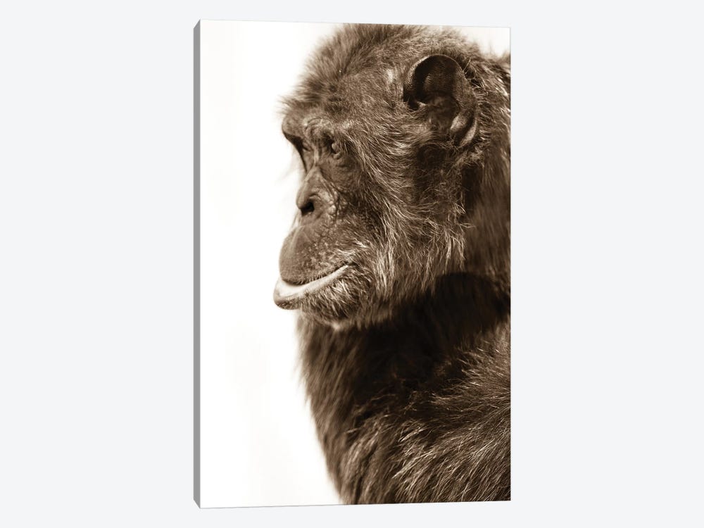 Chimpanzee III by Goran Anastasovski 1-piece Canvas Print