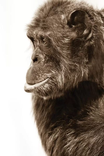 Chimpanzees: Chimpanzee III by Goran Anastasovski