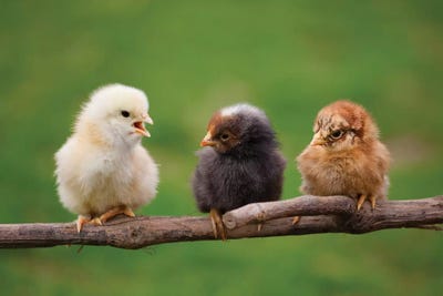 Babys by Goran Anastasovski canvas print