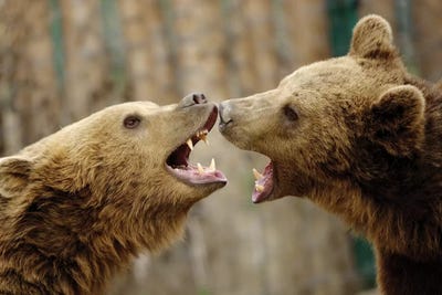 Fight by Goran Anastasovski canvas print