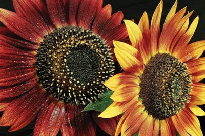 Flower I by Goran Anastasovski canvas print