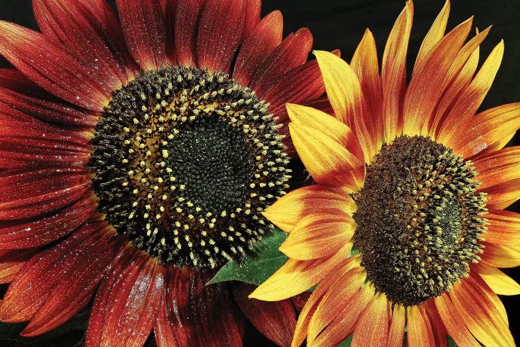 Flower I by Goran Anastasovski wall art