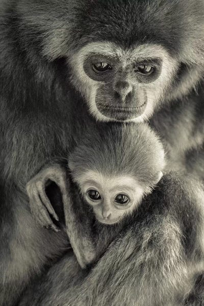 Gibons by Goran Anastasovski acrylic art print