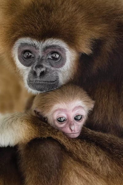 Gibons Love by Goran Anastasovski acrylic art print