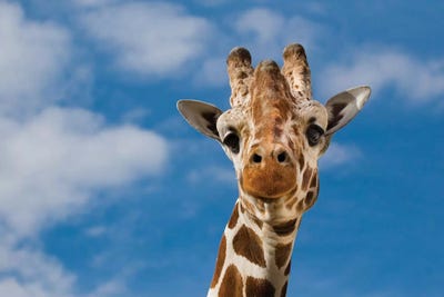 Giraffe by Goran Anastasovski canvas print