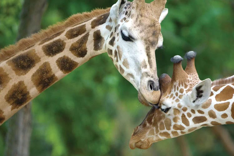 Giraffe In Love