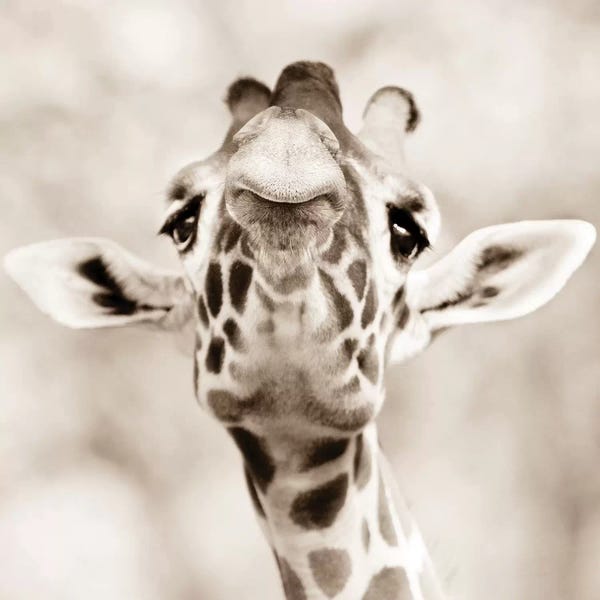 Giraffes: Giraffe Look by Goran Anastasovski