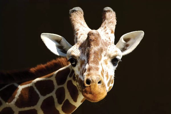 Giraffes: Giraffe VI by Goran Anastasovski