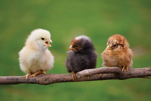 Photogenic Animals: Babys by Goran Anastasovski
