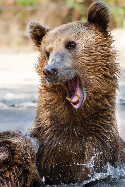 Bears by Goran Anastasovski metal wall art