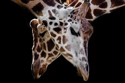 Girraffes 3 by Goran Anastasovski framed wall art