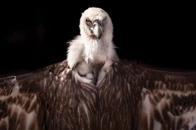 Griffon I by Goran Anastasovski art print