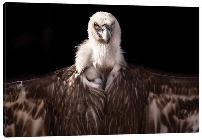 Griffon I Canvas Art Print - Vulture Art