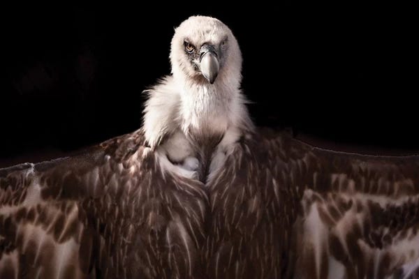 Vultures: Griffon I by Goran Anastasovski