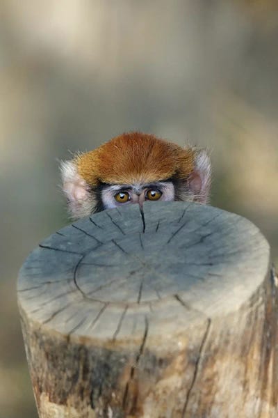 Monkeys: Haloo by Goran Anastasovski