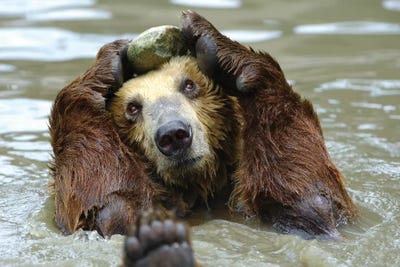 Hi by Goran Anastasovski canvas print