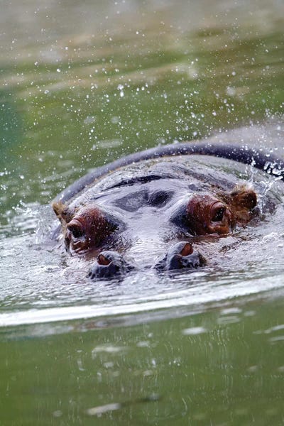 Hippopotamuses: Hippo II by Goran Anastasovski