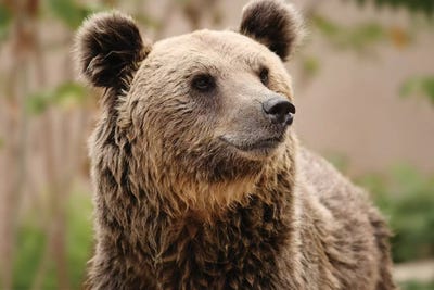 Bears III by Goran Anastasovski canvas print