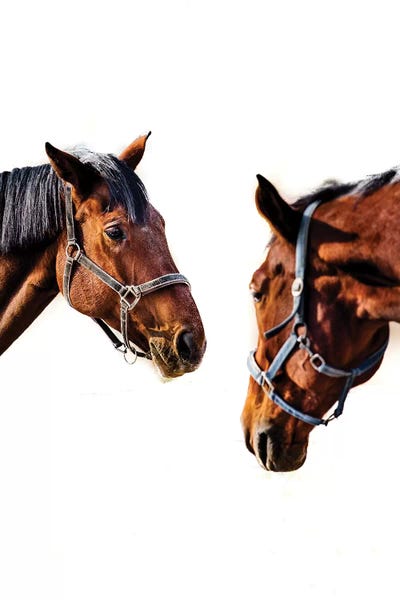 Horses by Goran Anastasovski canvas print