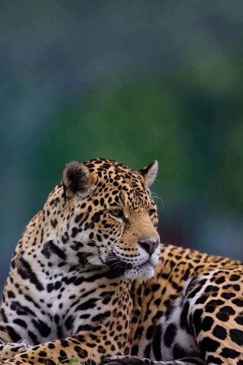 Jaguar