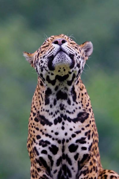 Jaguar II by Goran Anastasovski art print