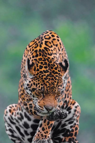 Jaguars: Jaguar III by Goran Anastasovski