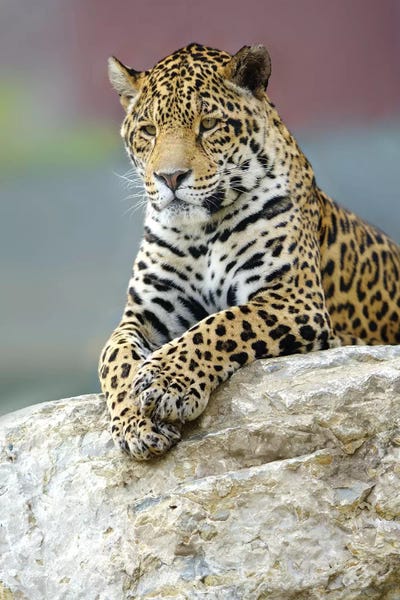 Jaguars: Jaguar III by Goran Anastasovski