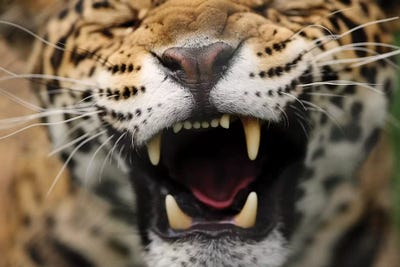 Jaguar V by Goran Anastasovski art print