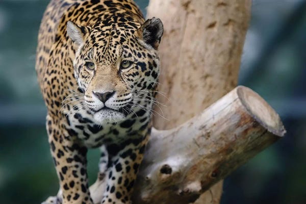 Jaguars: Jaguar XII by Goran Anastasovski