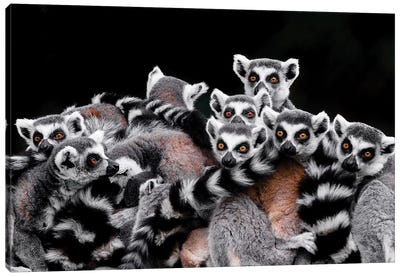 Lemurs Canvas Art Print - Primate Art